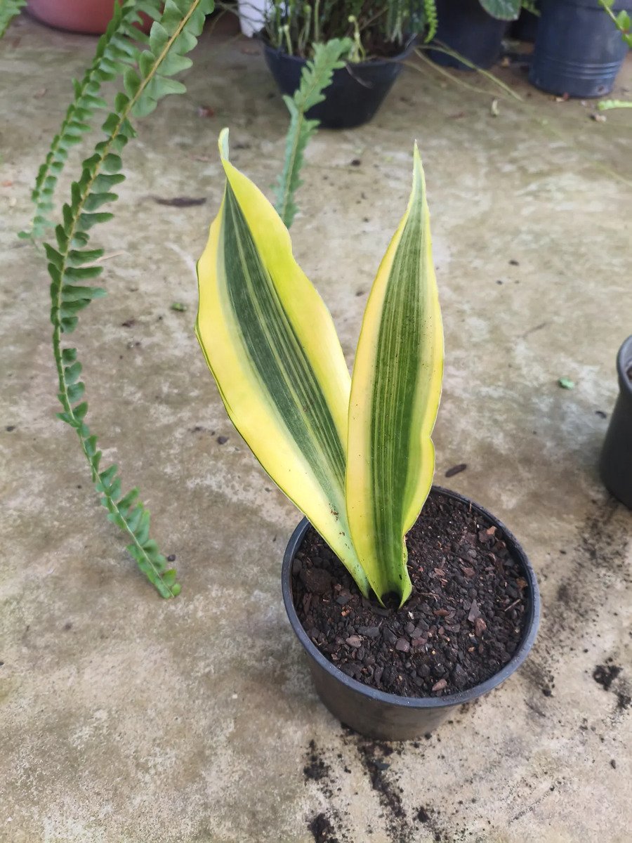 Sansevieria Lauren Yellow Stone Snakeplant Branco - Imagem 4