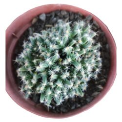 Trichodiadema Densum