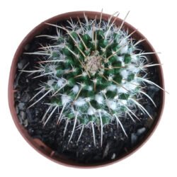 Cacto Mammillaria Nejapensis