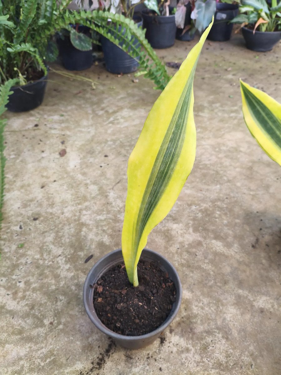 Sansevieria Lauren Yellow Stone Snakeplant Branco - Imagem 5