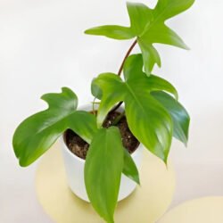 Folhagem Philodendron Florida Branco
