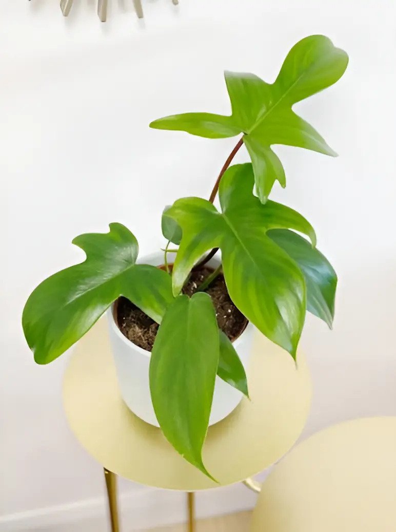 Folhagem Philodendron Florida Branco