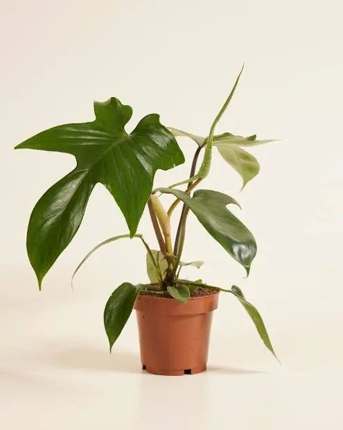 Folhagem Philodendron Florida Branco - Imagem 2
