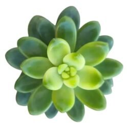 Suculenta Sedeveria Shangrila Variegata