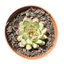Echeveria Mexican Poldensis