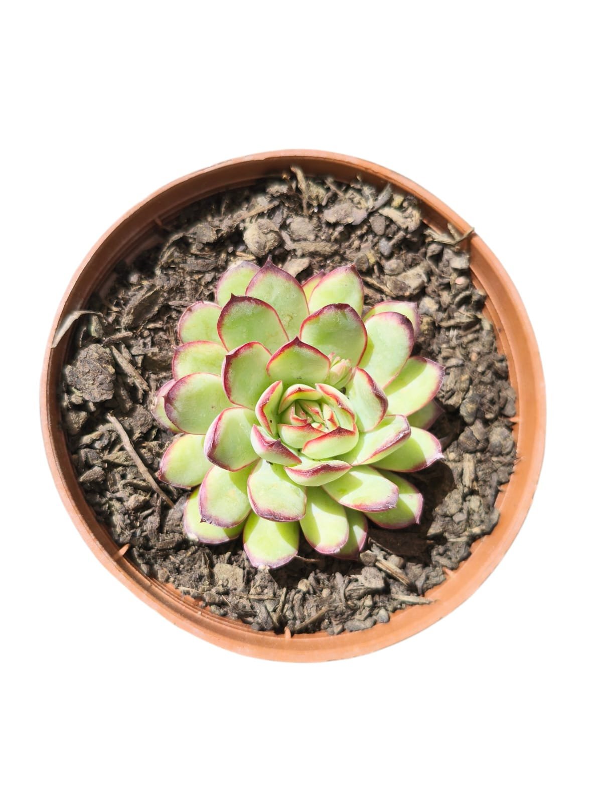 Echeveria Mexican Poldensis
