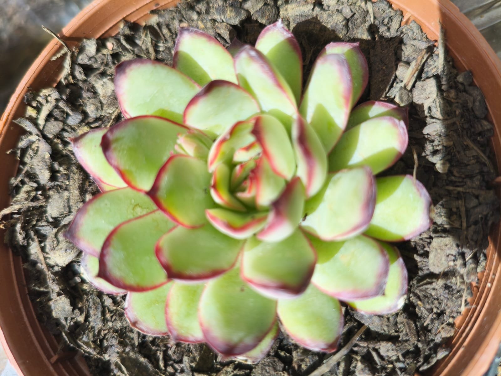 Echeveria Mexican Poldensis - Imagem 2