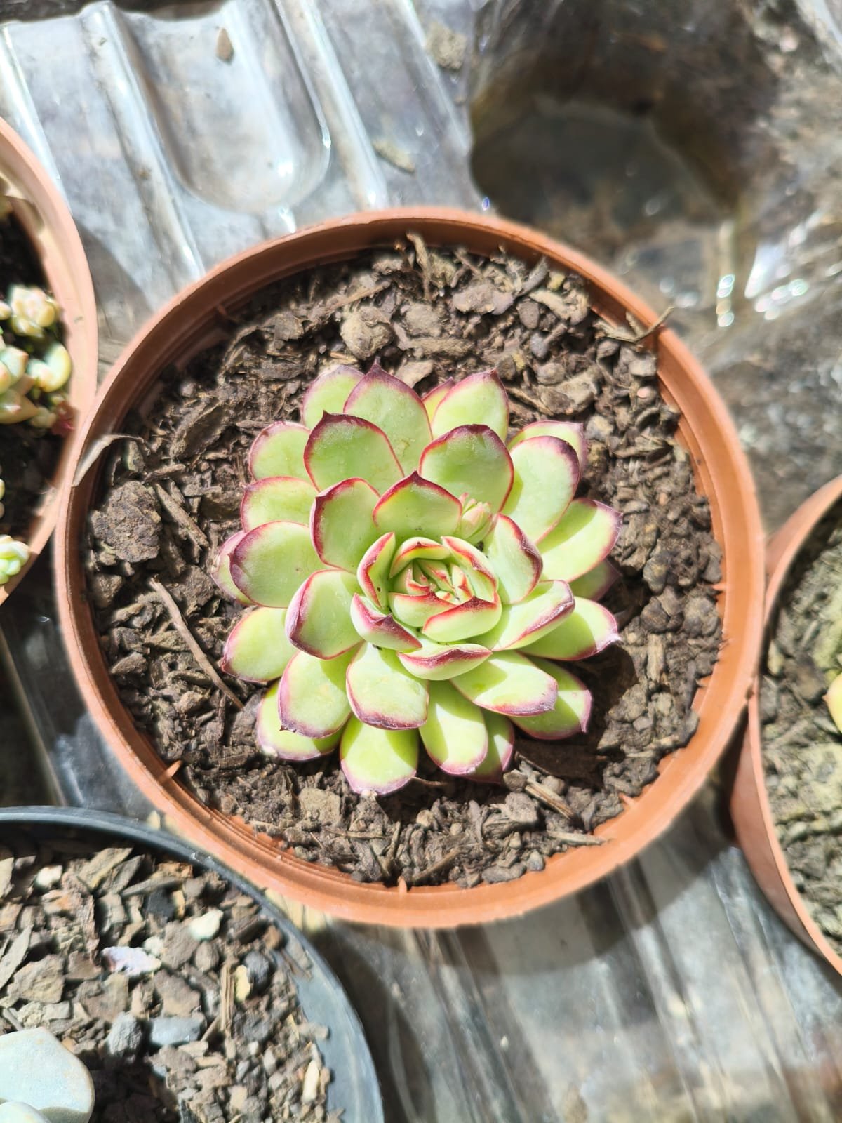 Echeveria Mexican Poldensis - Imagem 3