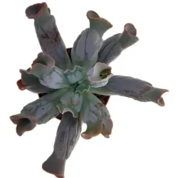 Suculenta Echeveria Culibra