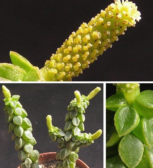 Peperomia Columella - Imagem 4
