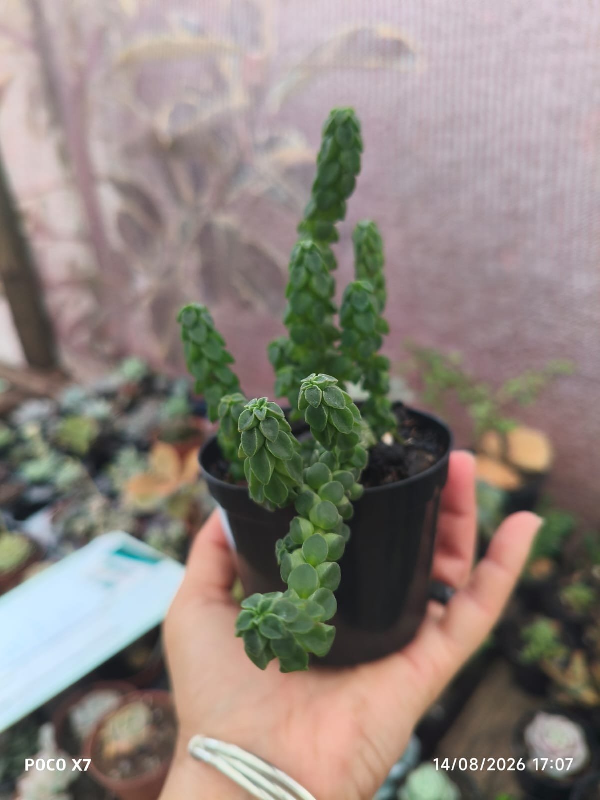 Peperomia Columella - Imagem 2