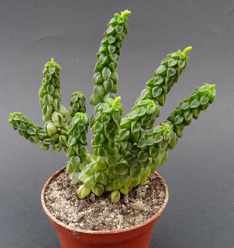 Peperomia Columella - Imagem 3