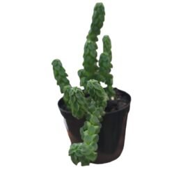 Peperomia Columella
