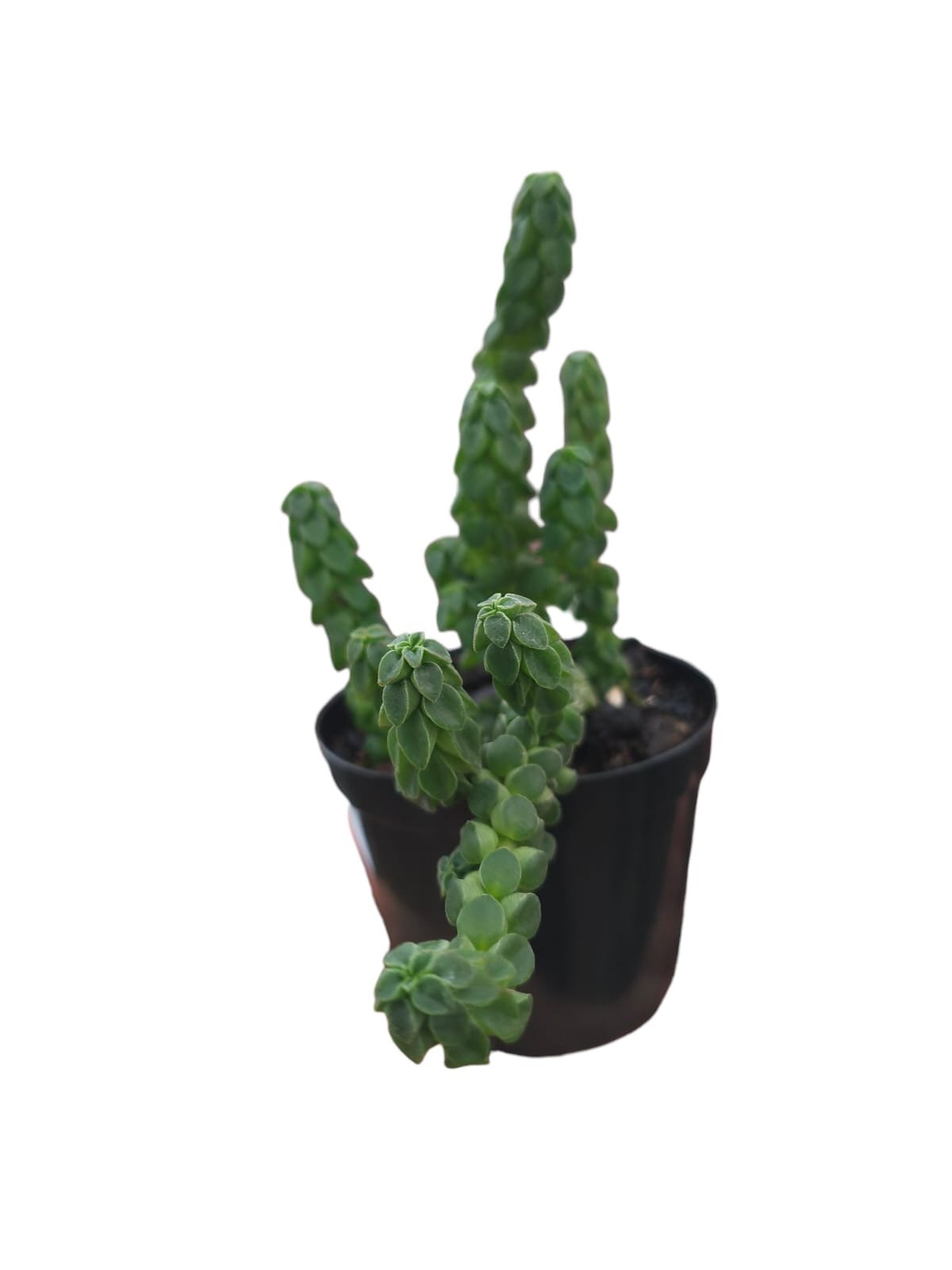 Peperomia Columella