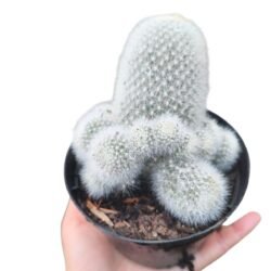 Rebutia Muscula (Cacto Ursinho)
