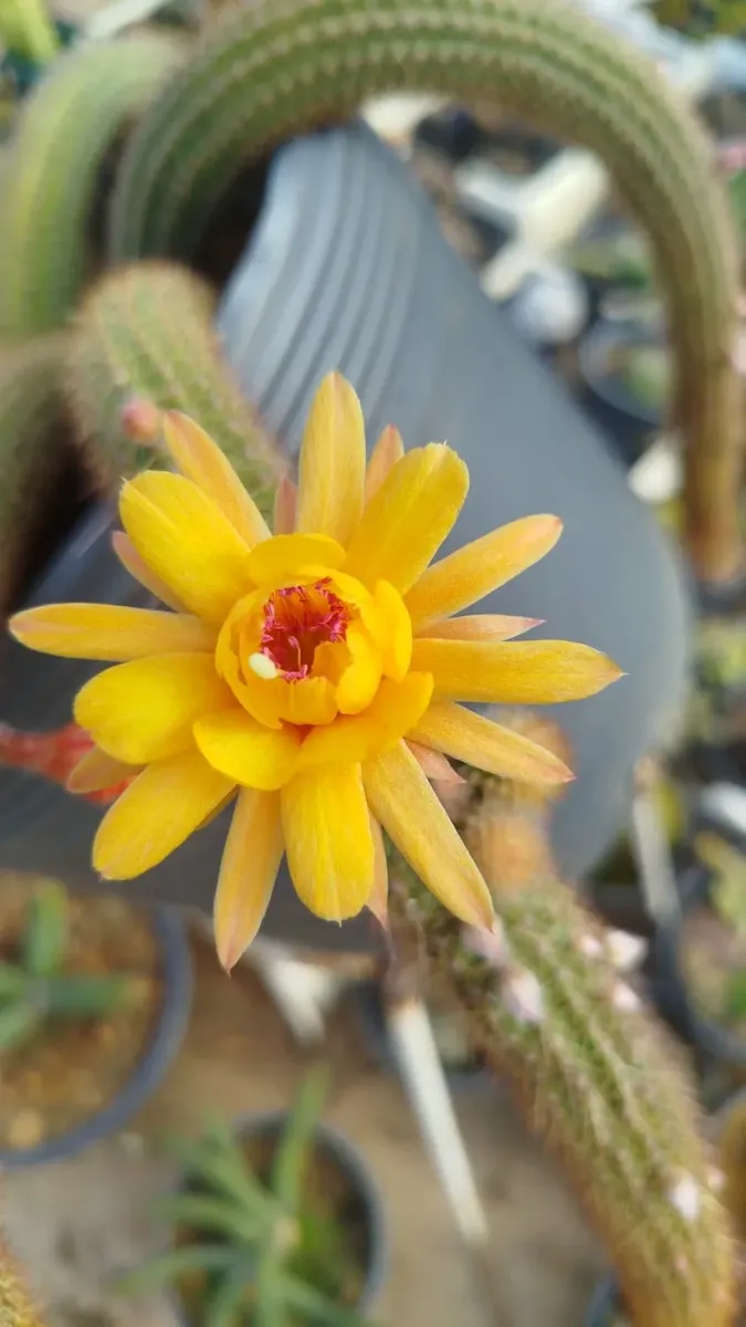 Rabo e Macaco Flor Amarela - Imagem 2