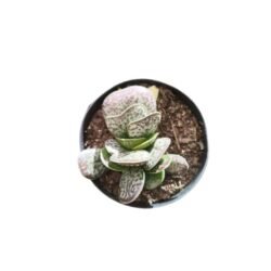 Planta Suculenta Adromischus Maculatus