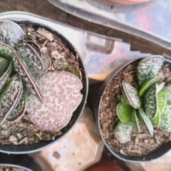 Planta Suculenta Adromischus Maculatus