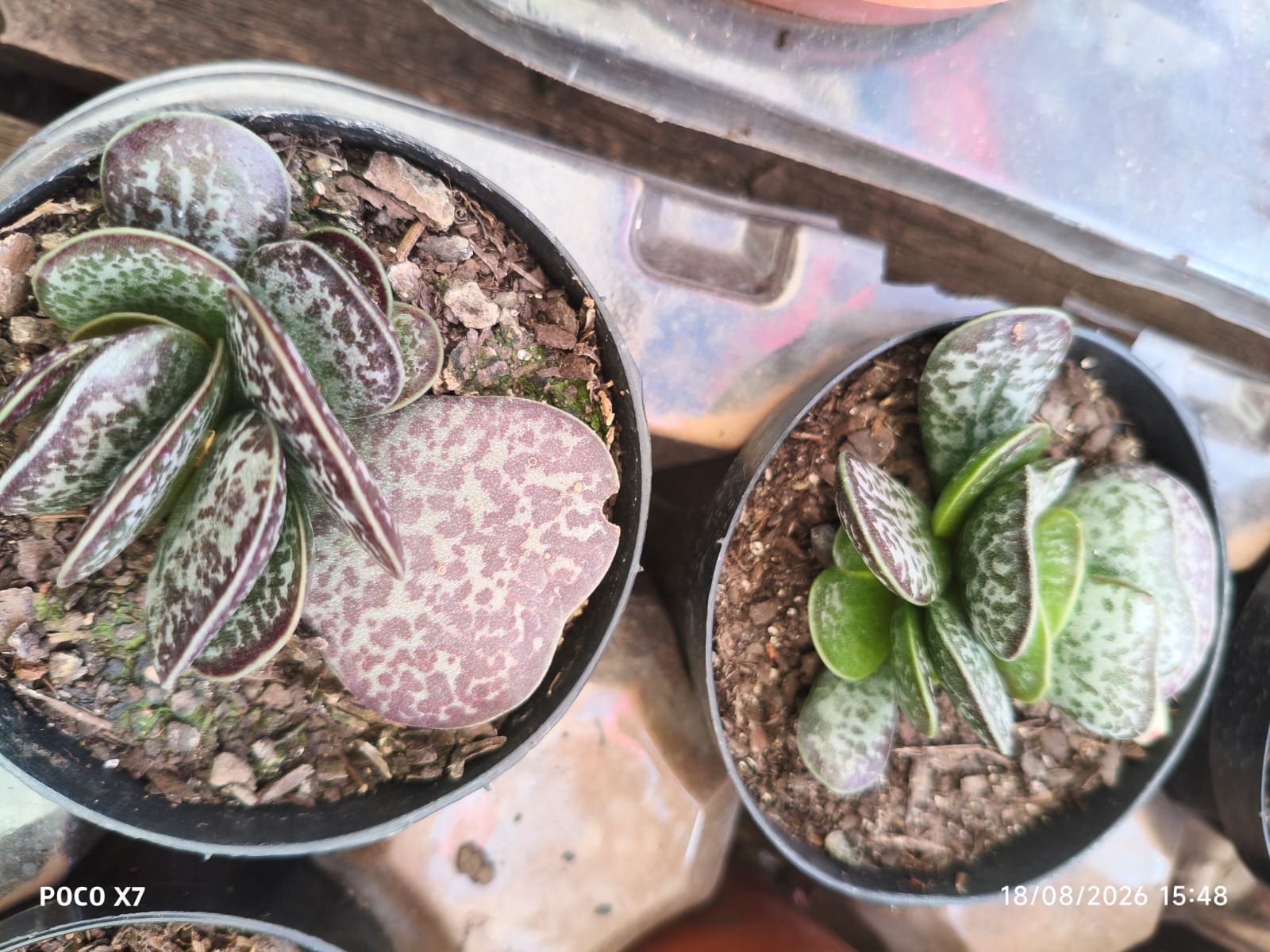 Planta Suculenta Adromischus Maculatus