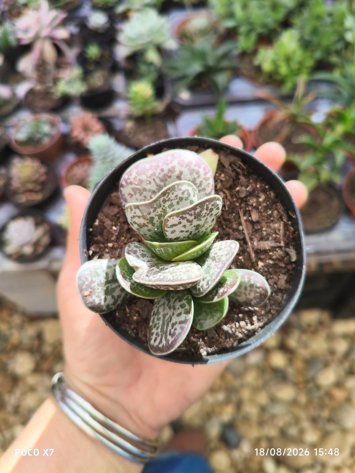 Planta Suculenta Adromischus Maculatus - Imagem 2
