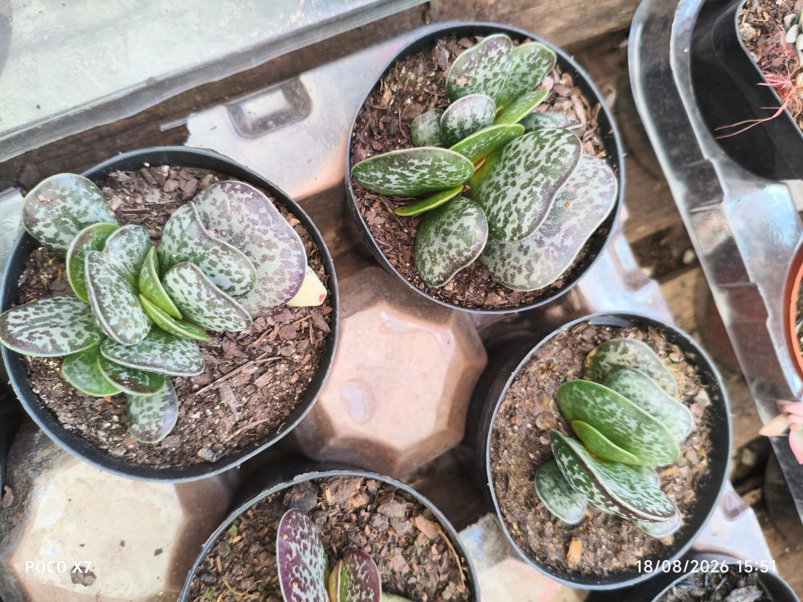 Planta Suculenta Adromischus Maculatus - Imagem 3