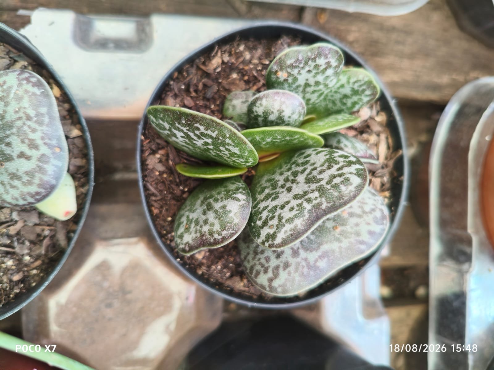 Planta Suculenta Adromischus Maculatus - Imagem 4