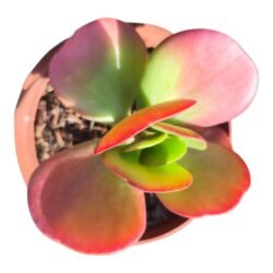Kalanchoe Luciae Vivien
