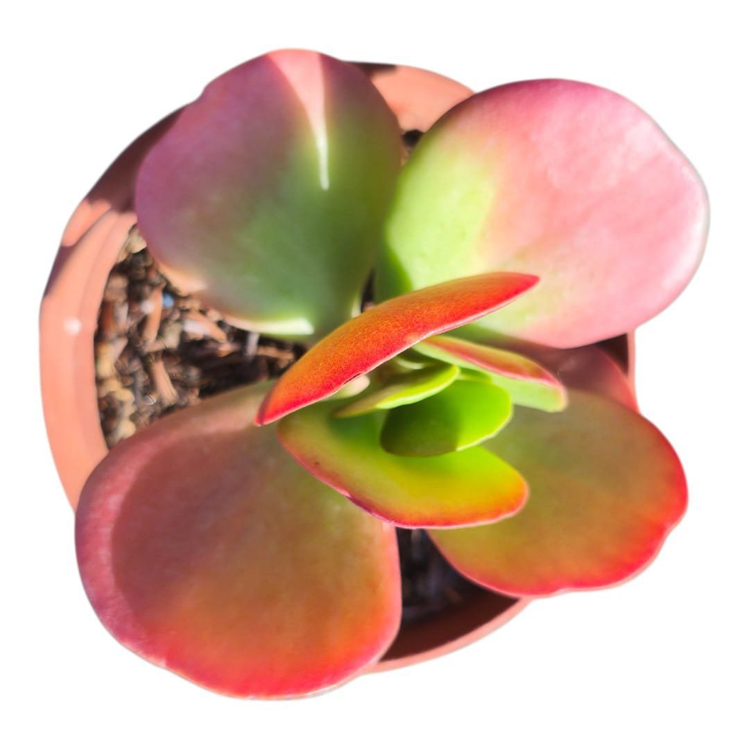 Kalanchoe Luciae Vivien