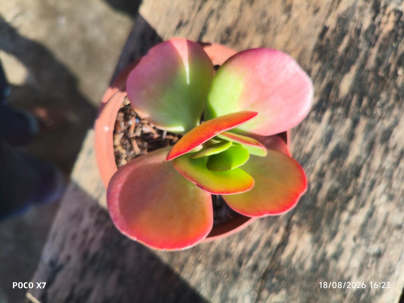 Kalanchoe Luciae Vivien - Imagem 2
