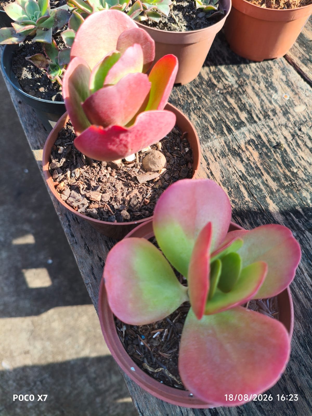 Kalanchoe Luciae Vivien - Imagem 3