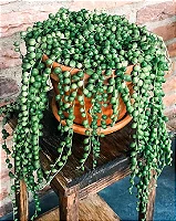 Colar de Perolas Variegata (Senecio rowleyanus) - Imagem 2