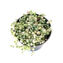Colar de Perolas Variegata (Senecio rowleyanus)
