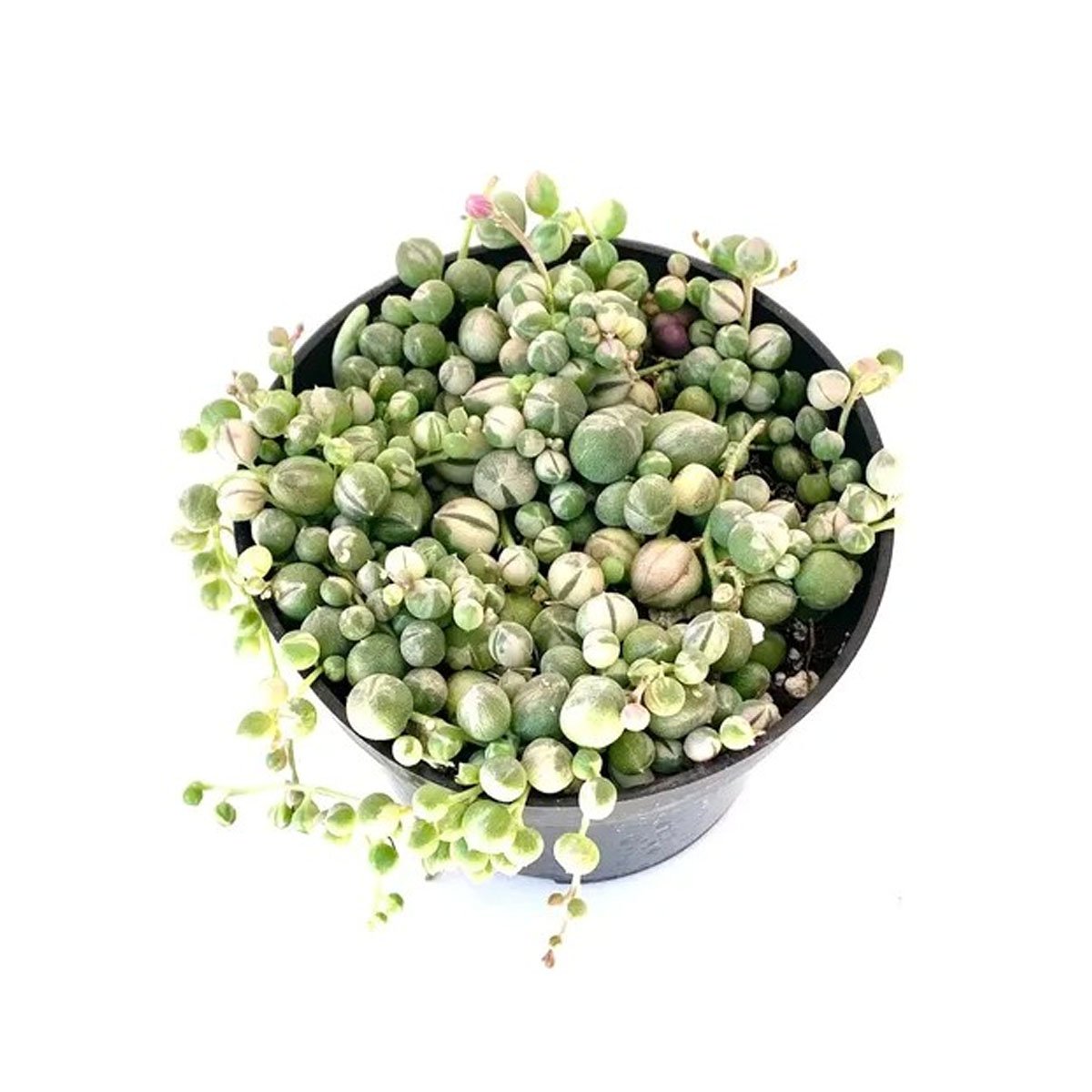 Colar de Perolas Variegata (Senecio rowleyanus)