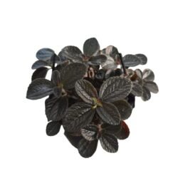 Pilea Involucrata