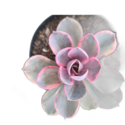 Suculenta Echeveria Rainbow Branco