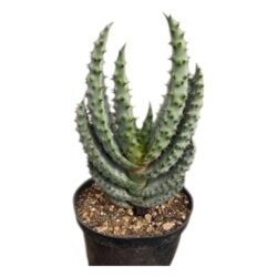 Aloe Marlothi