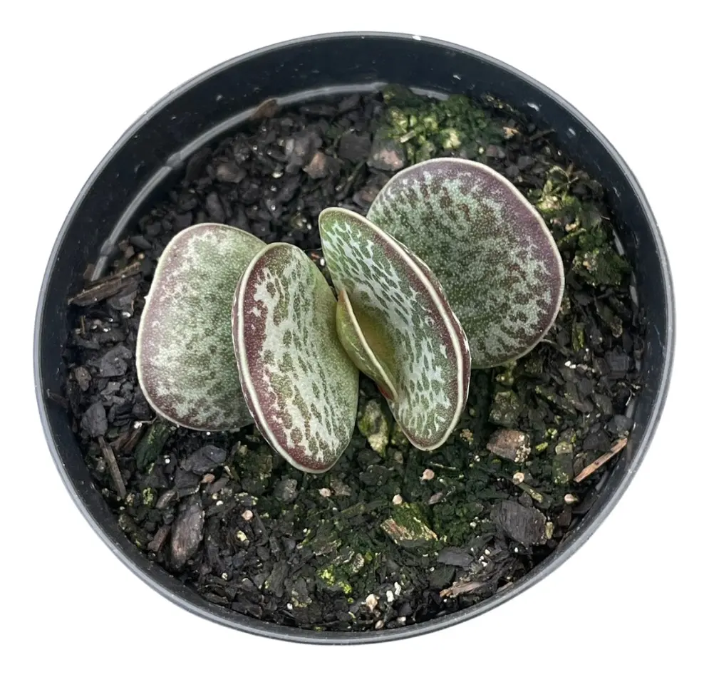 Planta Suculenta Adromischus Maculatus - Imagem 5