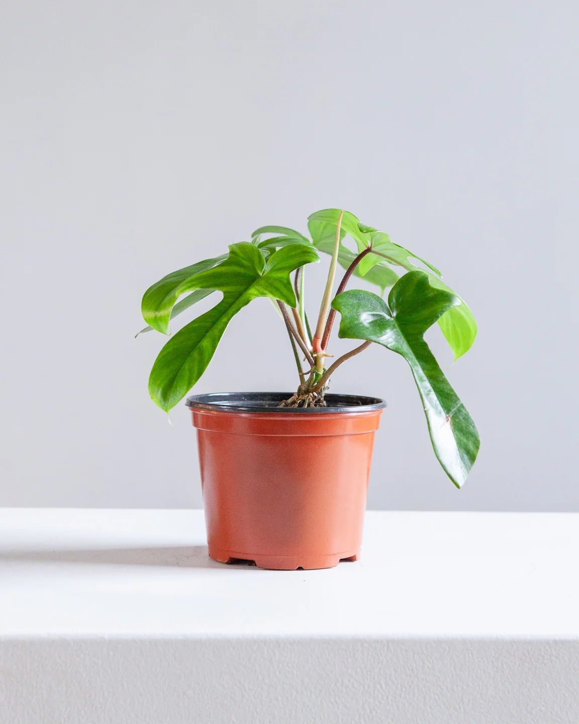 Folhagem Philodendron Florida Branco - Imagem 3