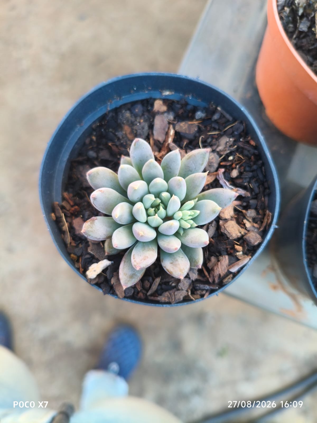 Echeveria Lemon Juice - Imagem 2