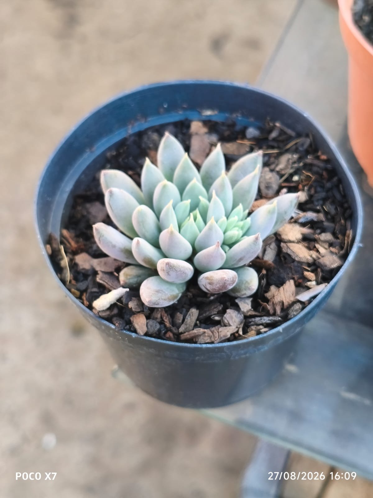 Echeveria Lemon Juice - Imagem 3