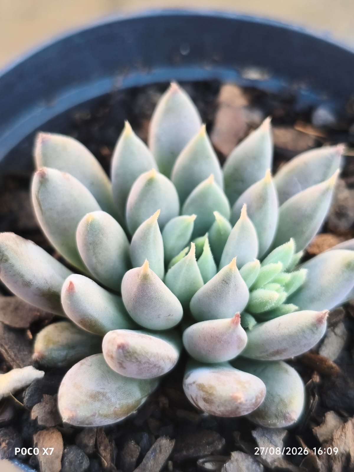 Echeveria Lemon Juice - Imagem 4