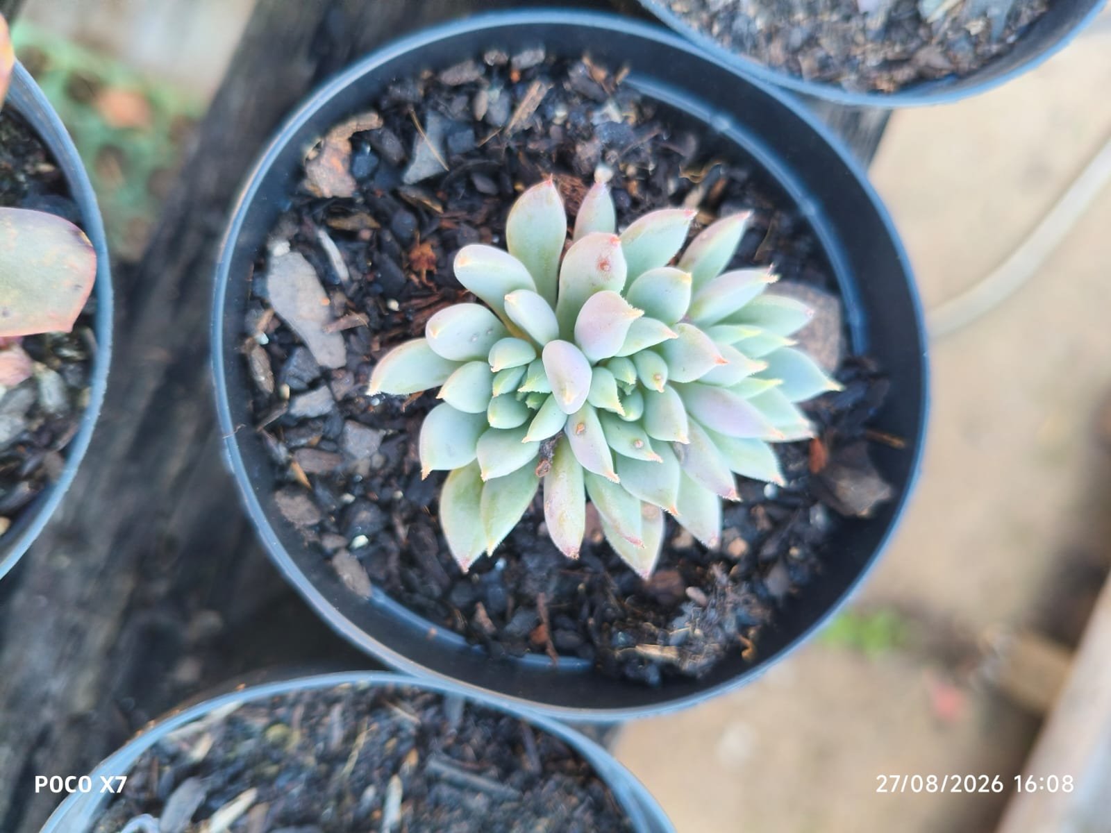 Echeveria Lemon Juice - Imagem 5