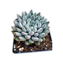 Echeveria Lemon Juice
