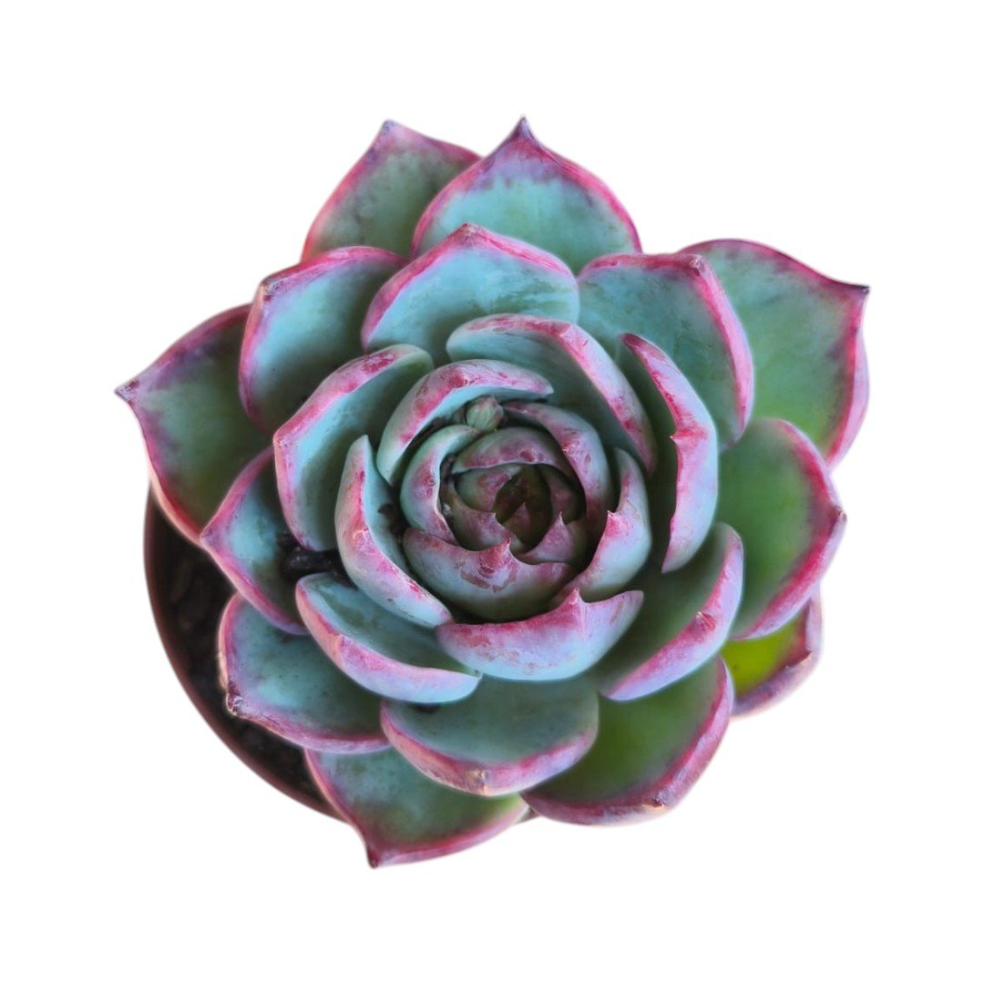 Echeveria Cassio Variegata