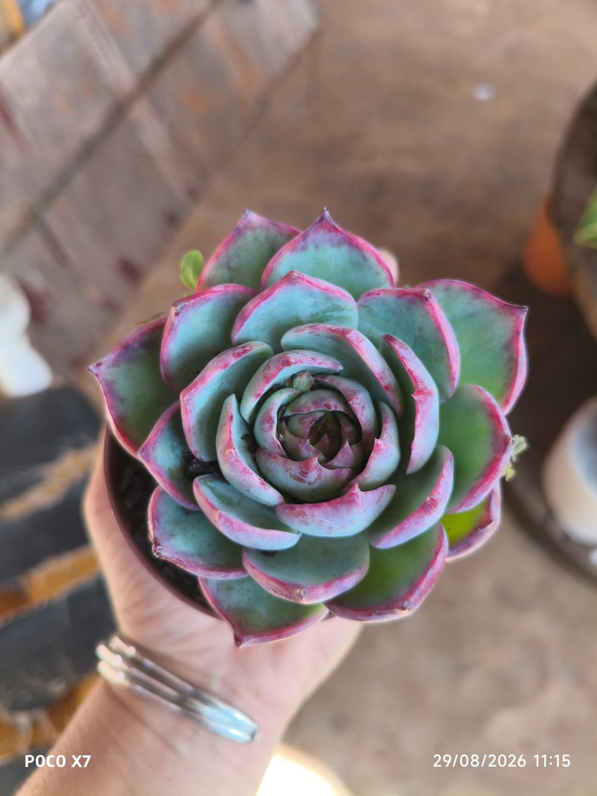 Echeveria Cassio Variegata - Imagem 2