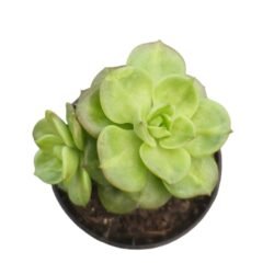 Planta Suculenta Letizia P06