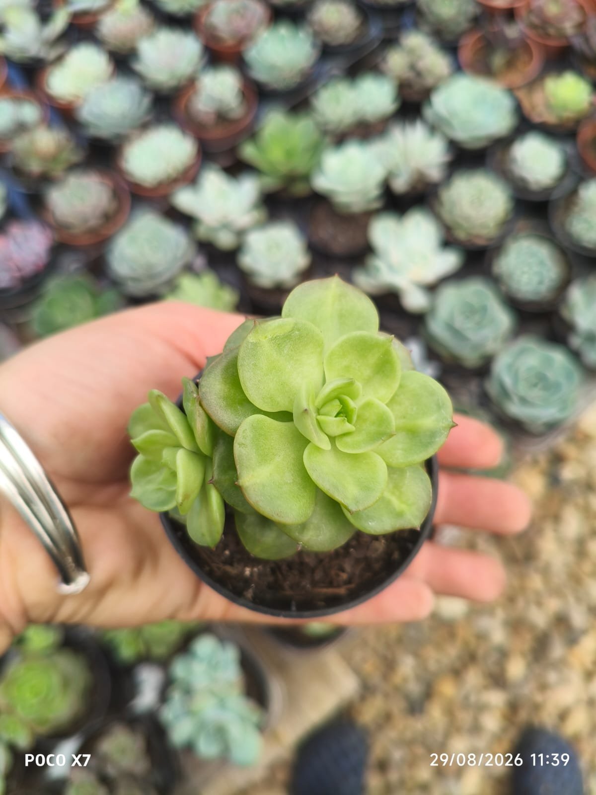 Planta Suculenta Letizia P06 - Imagem 2