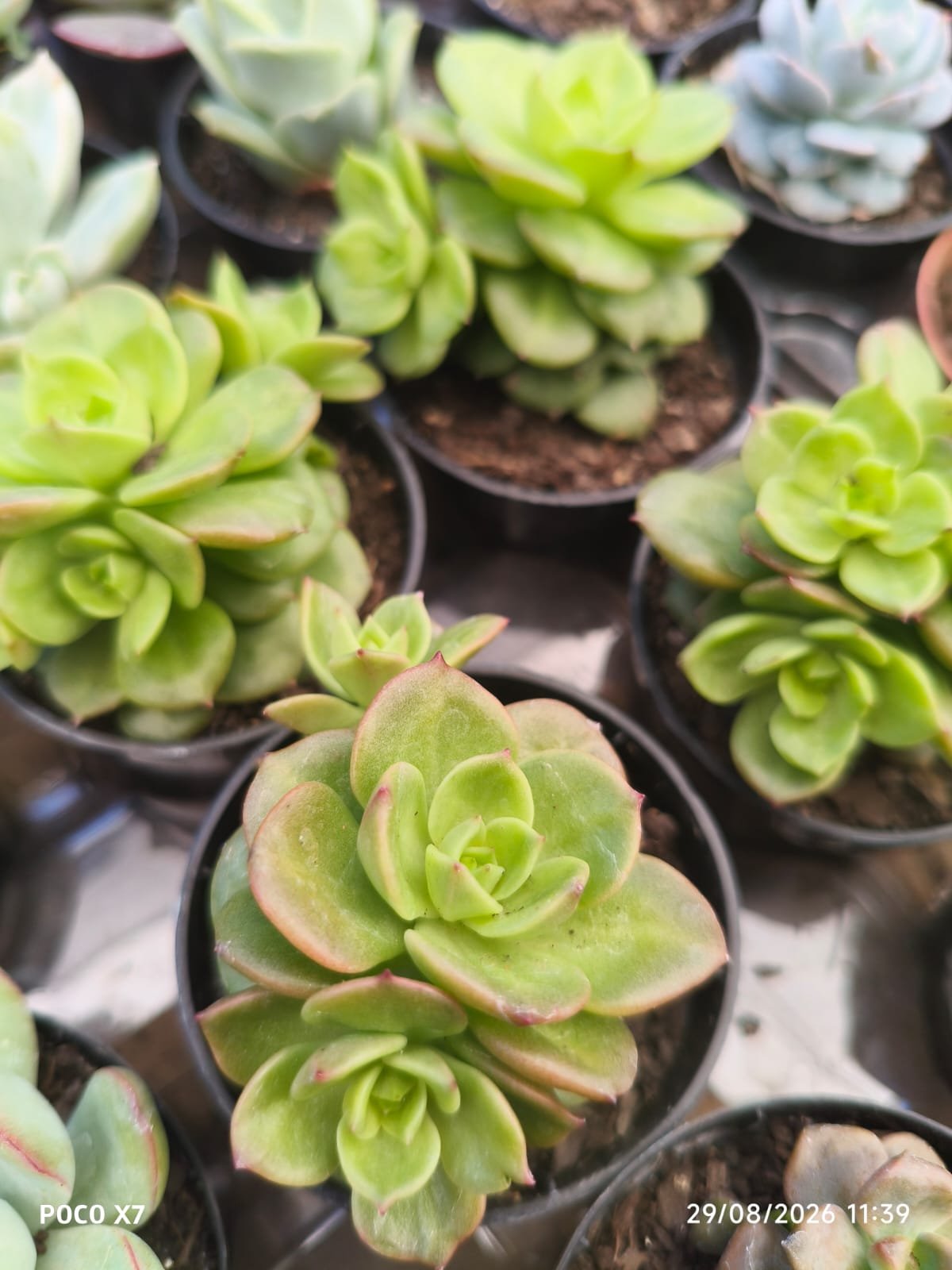 Planta Suculenta Letizia P06 - Imagem 3