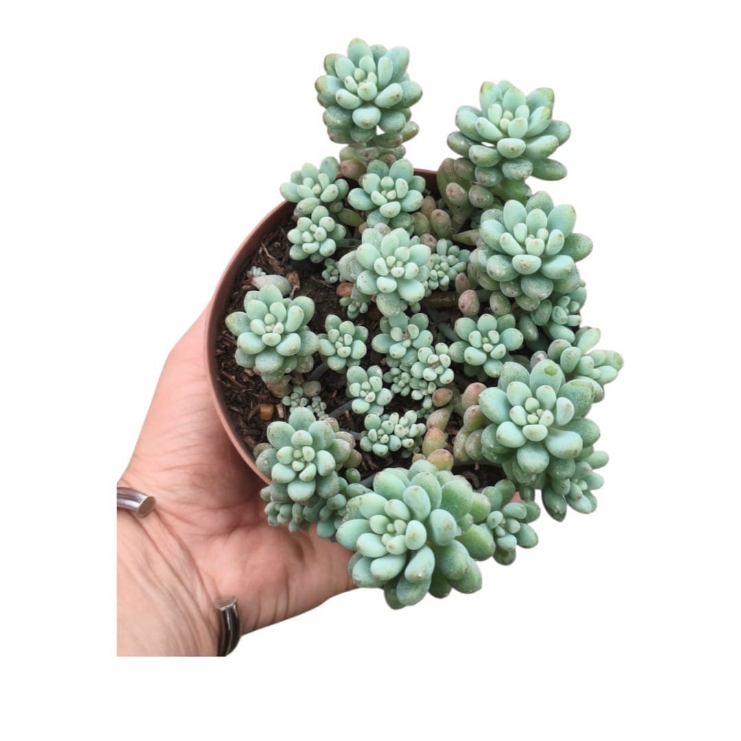 Echeveria Amoena Microcalix