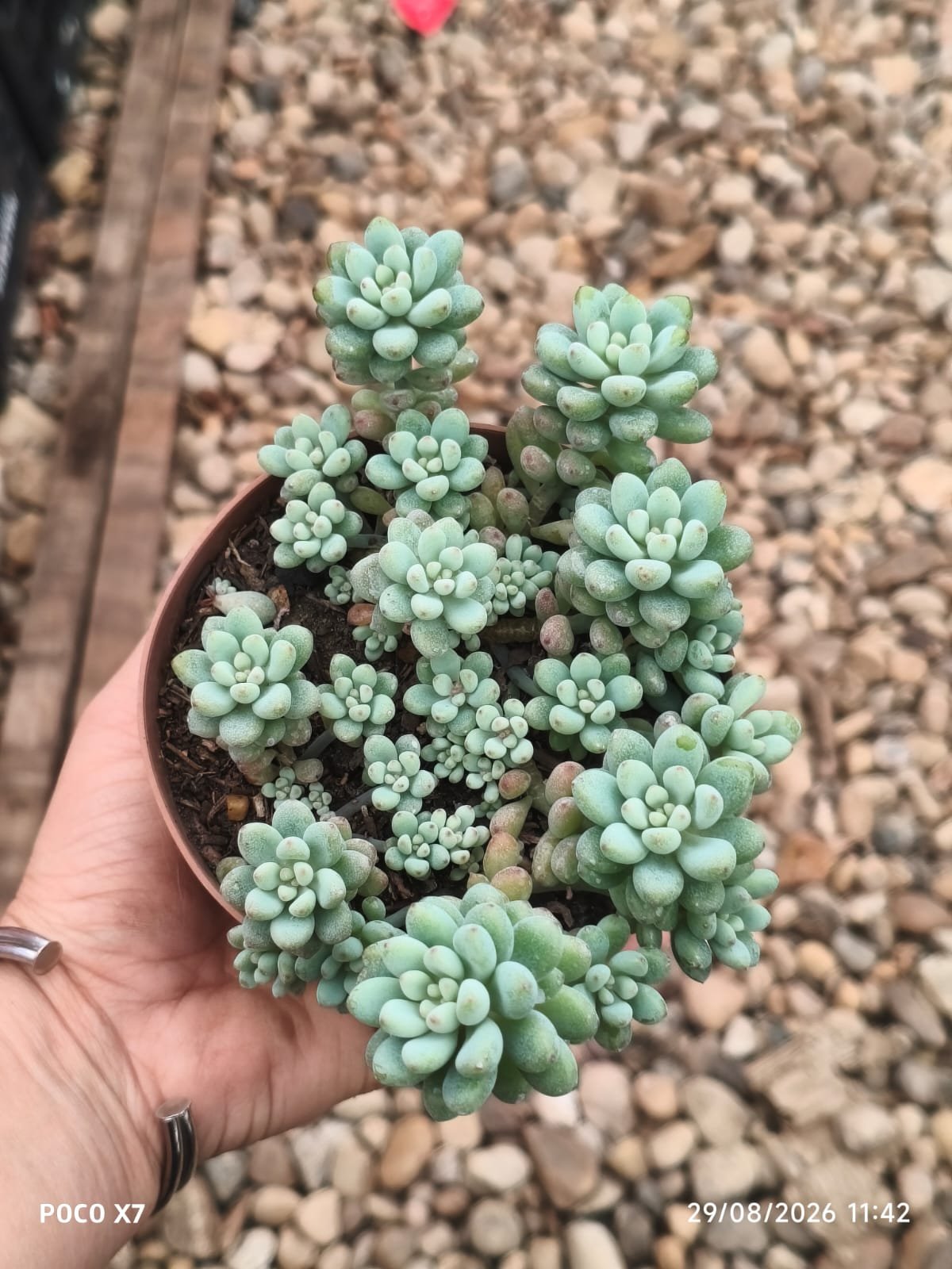 Echeveria Amoena Microcalix - Imagem 3